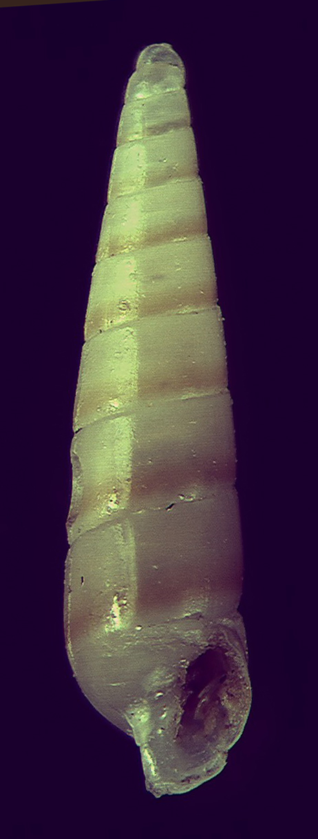 Il genere Eulimella in Mar Mediterraneo (Pyramidellidae)